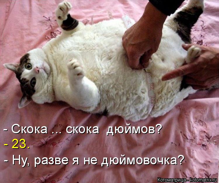 - Скока ... скока дюймов? - 23. - Ну, разве я не дюймовочка?... Котоматрица: - Скока ... скока дюймов? - 23. - Ну, разве я не дюймовочка?