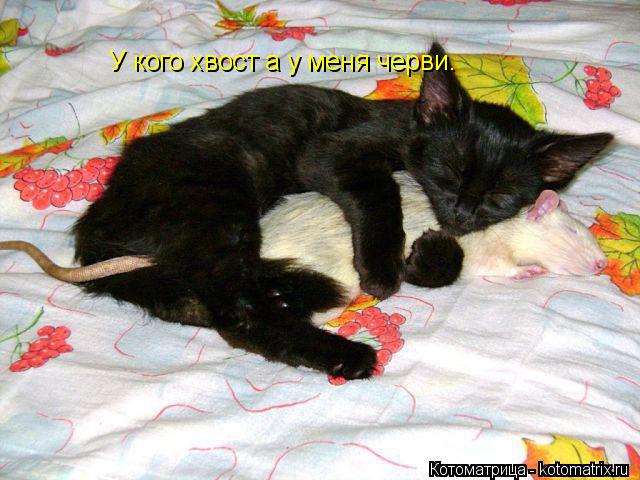 У кого хвост а у меня черви.... Котоматрица: У кого хвост а у меня черви.