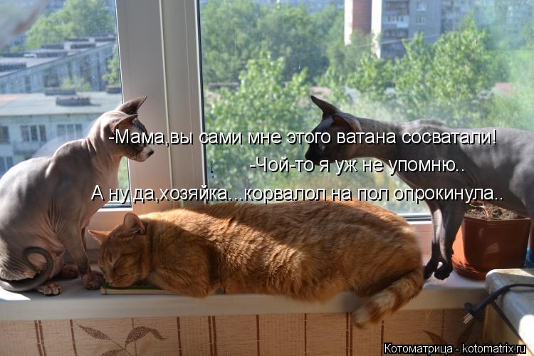 -Мама,вы сами мне этого ватана сосватали! -Чой-то я уж не упомню.. А ну да,хозяйка...корвалол на пол ... Котоматрица: -Мама,вы сами мне этого ватана сосватали! -Чой-то я уж не упомню.. А ну да,хозяйка...корвалол на пол опрокинула..
