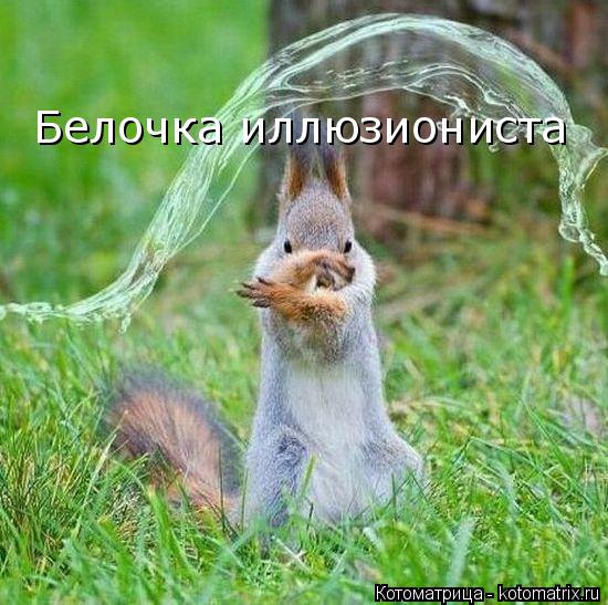 Белочка иллюзиониста... Котоматрица: Белочка иллюзиониста
