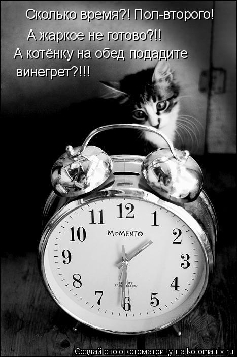 Сколько время?! Пол-второго! А жаркое не готово?!! А котёнку на обед подадите винегрет?!!!... Котоматрица: Сколько время?! Пол-второго! А жаркое не готово?!! А котёнку на обед подадите винегрет?!!!