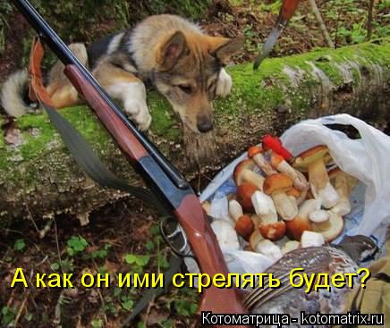 А как он ими стрелять будет?... Котоматрица: А как он ими стрелять будет?