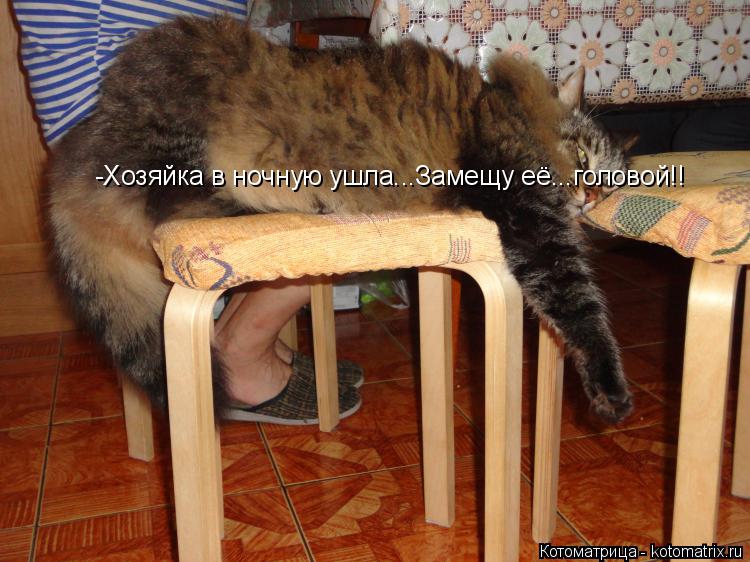 -Хозяйка в ночную ушла...Замещу её...головой!!... Котоматрица: -Хозяйка в ночную ушла...Замещу её...головой!!