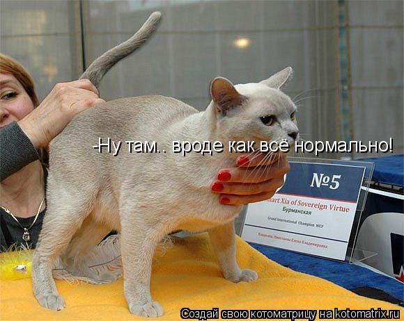 -Ну там.. вроде как всё нормально!... Котоматрица: -Ну там.. вроде как всё нормально!