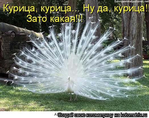 Курица, курица... Ну да, курица!! Зато какая!!!... Котоматрица: Курица, курица... Ну да, курица!! Зато какая!!!