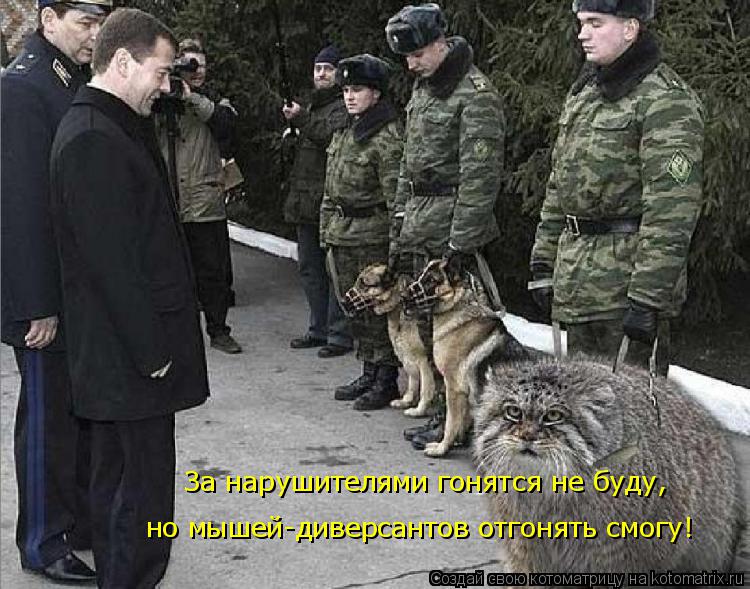 За нарушителями гонятся не буду, но мышей-диверсантов отгонять смогу!... Котоматрица: За нарушителями гонятся не буду, но мышей-диверсантов отгонять смогу!