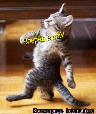 Вперёд в рай!... Котоматрица: Вперёд в рай!