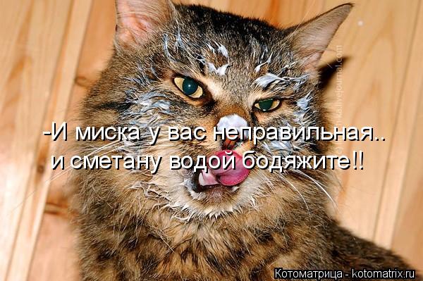 -И миска у вас неправильная.. и сметану водой бодяжите!!... Котоматрица: -И миска у вас неправильная.. и сметану водой бодяжите!!