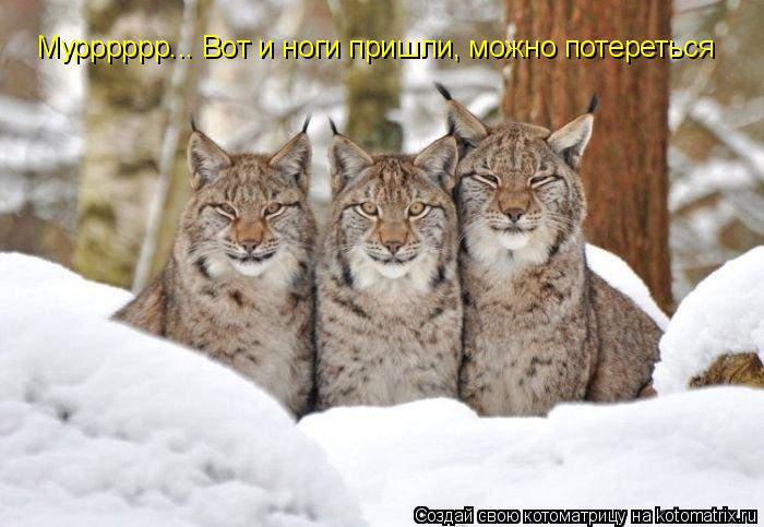 Котоматрица: Мурррррр... Вот и ноги пришли, можно потереться