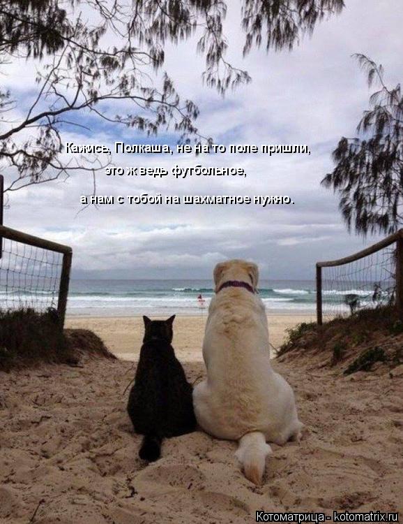 Кажись, Полкаша, не на то поле пришли, это ж ведь футбольное, а нам с тобой на шахматное нужно.... Котоматрица: Кажись, Полкаша, не на то поле пришли, это ж ведь футбольное, а нам с тобой на шахматное нужно.