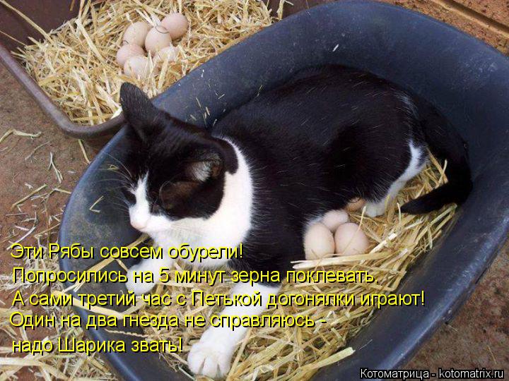 Котоматрица: Эти Рябы совсем обурели! Попросились на 5 минут зерна поклевать. А сами третий час с Петькой догонялки играют! Один на два гнезда не справляю