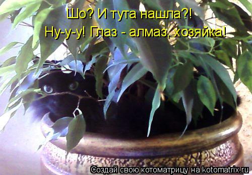 Шо? И тута нашла?! Ну-у-у! Глаз - алмаз, хозяйка!... Котоматрица: Шо? И тута нашла?! Ну-у-у! Глаз - алмаз, хозяйка!