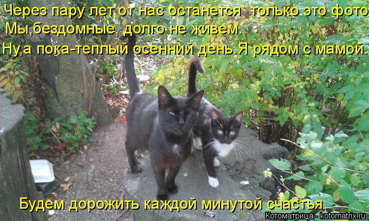 Через пару лет от нас останется только это фото. Мы,бездомные, долго не живем. Ну,а пока-теплый осен... Котоматрица: Через пару лет от нас останется только это фото. Мы,бездомные, долго не живем. Ну,а пока-теплый осенний день.Я рядом с мамой. Будем дорожить к