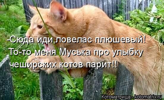 -Сюда иди,ловелас плюшевый! То-то меня Муська про улыбку чеширских котов парит!!... Котоматрица: -Сюда иди,ловелас плюшевый! То-то меня Муська про улыбку чеширских котов парит!!
