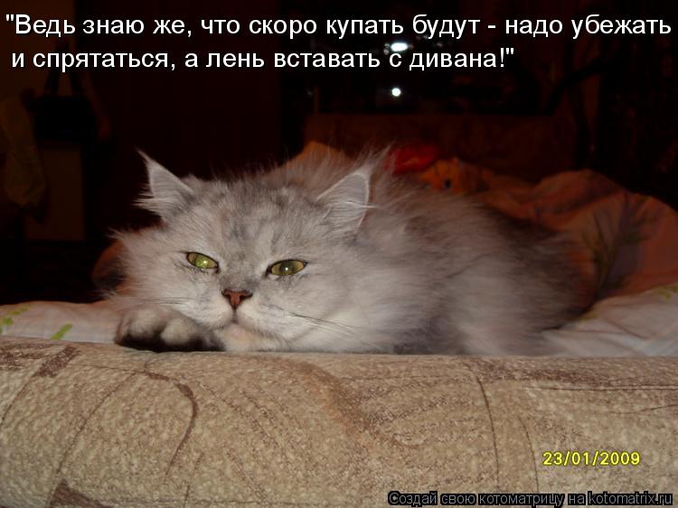 "Ведь знаю же, что скоро купать будут - надо убежать и спрятаться, а лень вставать с дивана!"... Котоматрица: "Ведь знаю же, что скоро купать будут - надо убежать и спрятаться, а лень вставать с дивана!"