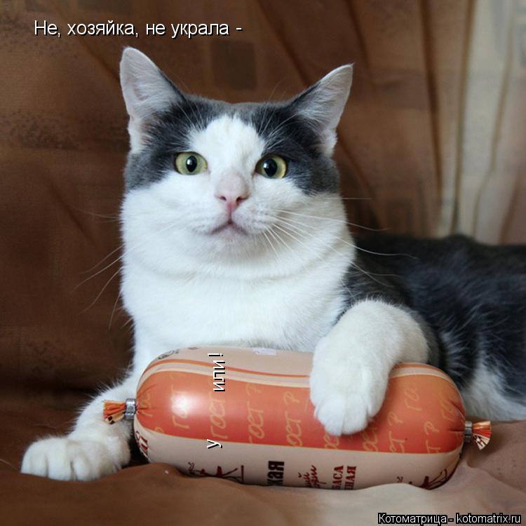 Не, хозяйка, не украла у или - !... Котоматрица: Не, хозяйка, не украла у или - !