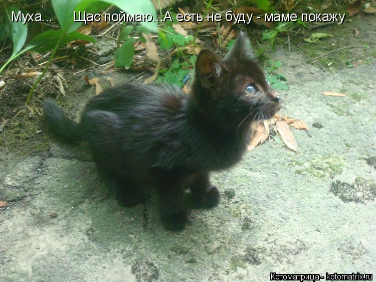 Муха... Щас поймаю...А есть не буду - маме покажу... Котоматрица: Муха... Щас поймаю...А есть не буду - маме покажу