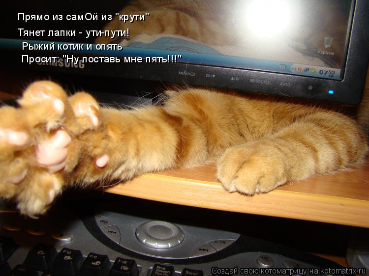 Тянет лапки - ути-пути! Рыжий котик и опять Просит: "Ну поставь мне пять!!!" Прямо из самОй из "крути... Котоматрица: Тянет лапки - ути-пути! Рыжий котик и опять Просит: "Ну поставь мне пять!!!" Прямо из самОй из "крути"