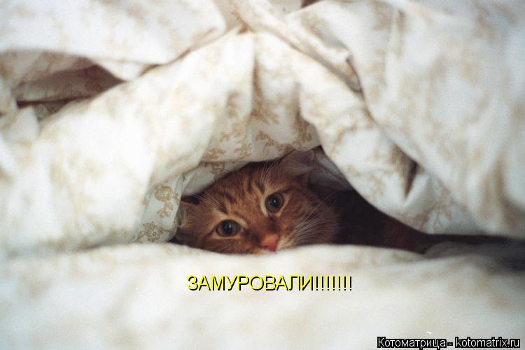 Котоматрица: ЗАМУРОВАЛИ!!!!!!!