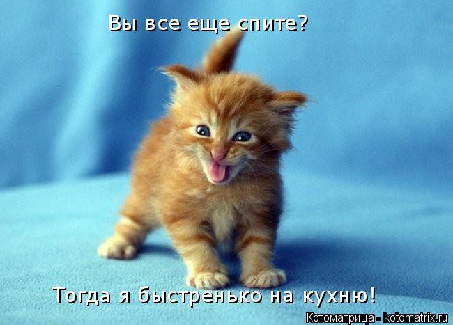 Котоматрица: Вы все еще спите? Тогда я быстренько на кухню!
