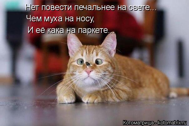 Нет повести печальнее на свете... Чем муха на носу, И её кака на паркете...... Котоматрица: Нет повести печальнее на свете... Чем муха на носу, И её кака на паркете...
