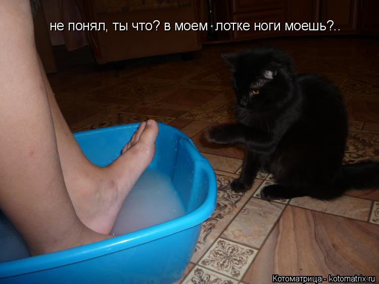 не понял, ты что? в моем лотке ноги моешь?..... Котоматрица: не понял, ты что? в моем лотке ноги моешь?..