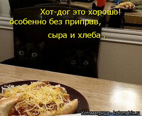 Хот-дог это хорошо! особенно без приправ, сыра и хлеба .... Котоматрица: Хот-дог это хорошо! особенно без приправ, сыра и хлеба .