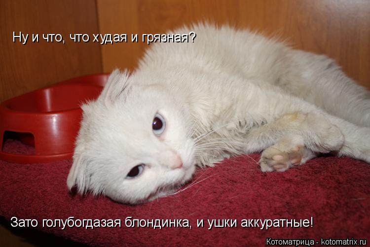Зато голубогдазая блондинка, и ушки аккуратные! Ну и что, что худая и грязная?... Котоматрица: Зато голубогдазая блондинка, и ушки аккуратные! Ну и что, что худая и грязная?