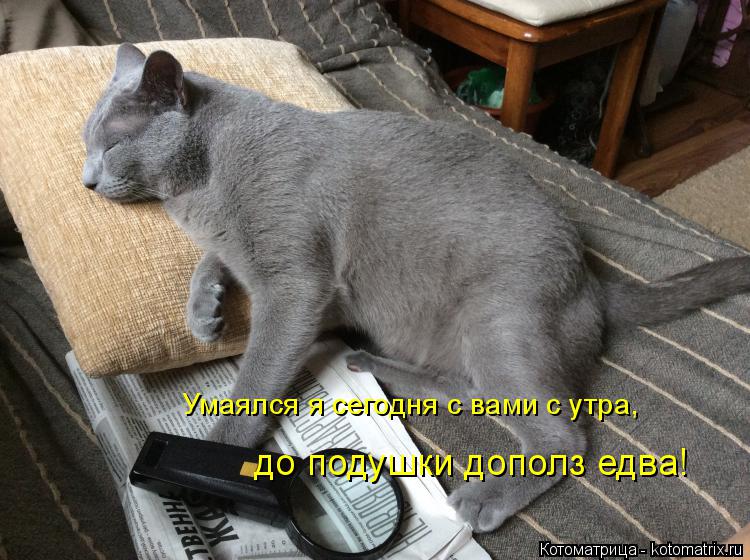 Умаялся я сегодня с вами с утра, до подушки дополз едва!... Котоматрица: Умаялся я сегодня с вами с утра, до подушки дополз едва!