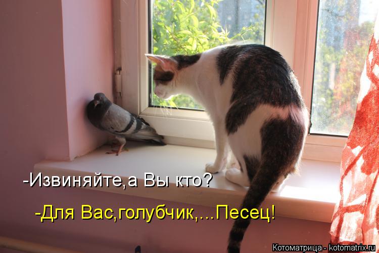 -Извиняйте,а Вы кто? -Для Вас,голубчик,...Песец!... Котоматрица: -Извиняйте,а Вы кто? -Для Вас,голубчик,...Песец!