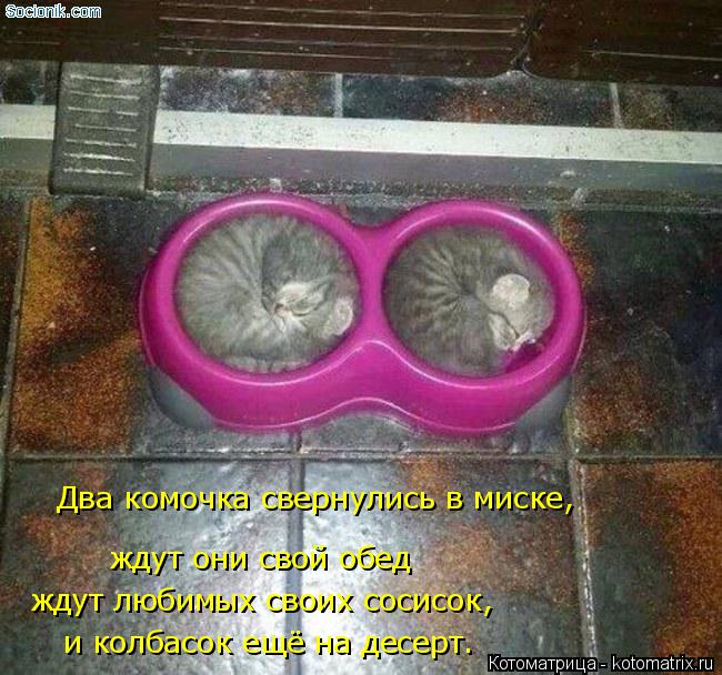 Два комочка свернулись в миске, ждут они свой обед ждут любимых своих сосисок, и колбасок ещё на десе... Котоматрица: Два комочка свернулись в миске, ждут они свой обед ждут любимых своих сосисок, и колбасок ещё на десерт.