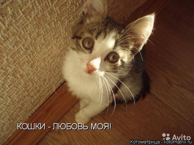 КОШКИ - ЛЮБОВЬ МОЯ!... Котоматрица: КОШКИ - ЛЮБОВЬ МОЯ!