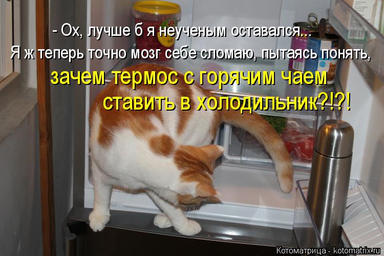 - Ох, лучше б я неученым оставался... Я ж теперь точно мозг себе сломаю, пытаясь понять, зачем термос... Котоматрица: - Ох, лучше б я неученым оставался... Я ж теперь точно мозг себе сломаю, пытаясь понять, зачем термос с горячим чаем ставить в холодильник?!?!