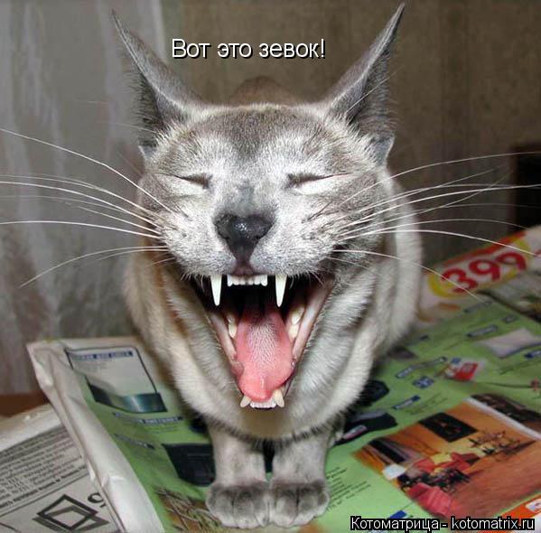 Вот это зевок!... Котоматрица: Вот это зевок!