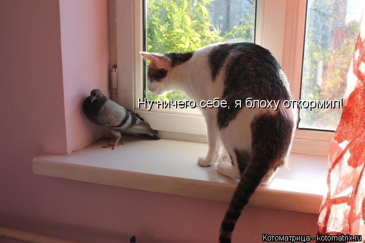 Ну ничего себе, я блоху откормил!... Котоматрица: Ну ничего себе, я блоху откормил!