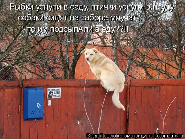 Рыбки уснули в саду, птички уснули в пруду... собаки сидят на заборе мяучат... Что им подсыпАли в еду... Котоматрица: Рыбки уснули в саду, птички уснули в пруду... собаки сидят на заборе мяучат... Что им подсыпАли в еду??!!