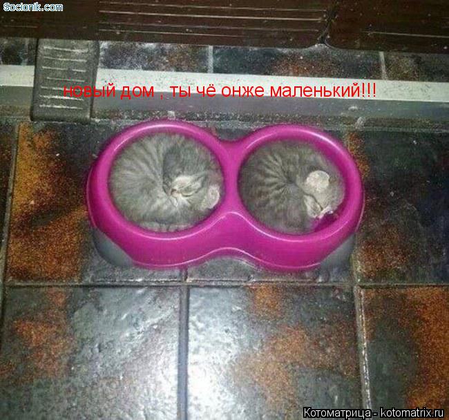 новый дом , ты чё онже маленький!!!... Котоматрица: новый дом , ты чё онже маленький!!!