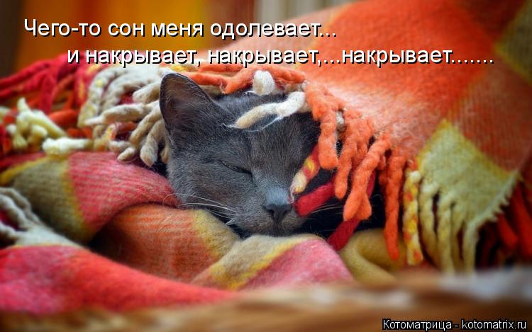 Чего-то сон меня одолевает... и накрывает, накрывает,...накрывает.......... Котоматрица: Чего-то сон меня одолевает... и накрывает, накрывает,...накрывает.......