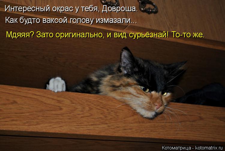 Интересный окрас у тебя, Довроша. Как будто ваксой голову измазали... Мдяяя? Зато оригинально, и вид ... Котоматрица: Интересный окрас у тебя, Довроша. Как будто ваксой голову измазали... Мдяяя? Зато оригинально, и вид сурьёзнай! То-то же.