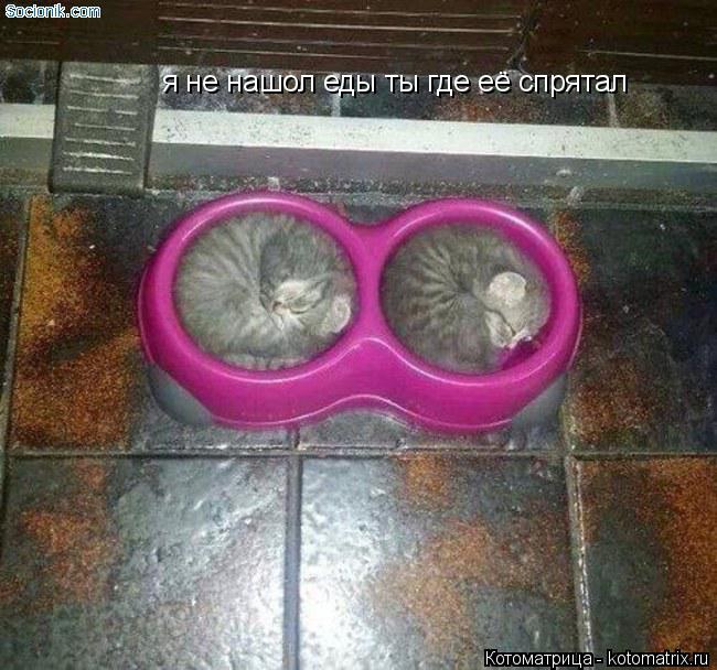 я не нашол еды ты где её спрятал... Котоматрица: я не нашол еды ты где её спрятал