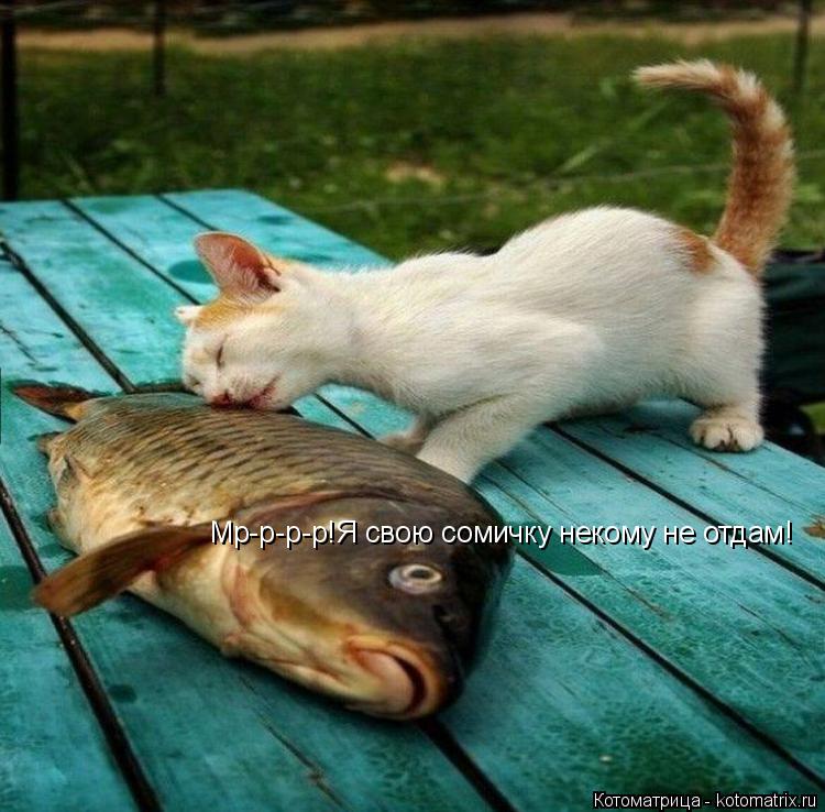 Мр-р-р-р!Я свою сомичку некому не отдам!... Котоматрица: Мр-р-р-р!Я свою сомичку некому не отдам!
