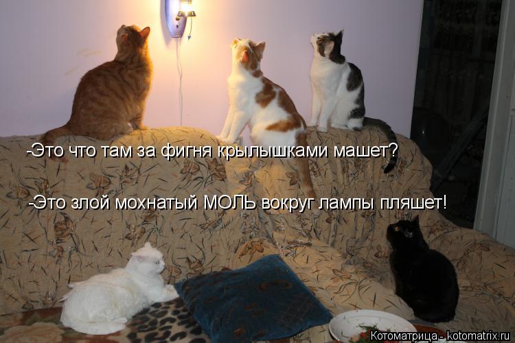 -Это что там за фигня крылышками машет? -Это злой мохнатый МОЛЬ вокруг лампы пляшет!... Котоматрица: -Это что там за фигня крылышками машет? -Это злой мохнатый МОЛЬ вокруг лампы пляшет!