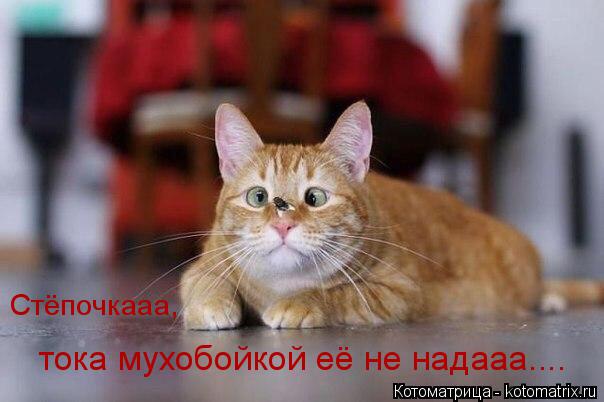 Стёпочкааа, тока мухобойкой её не надааа....... Котоматрица: Стёпочкааа, тока мухобойкой её не надааа....