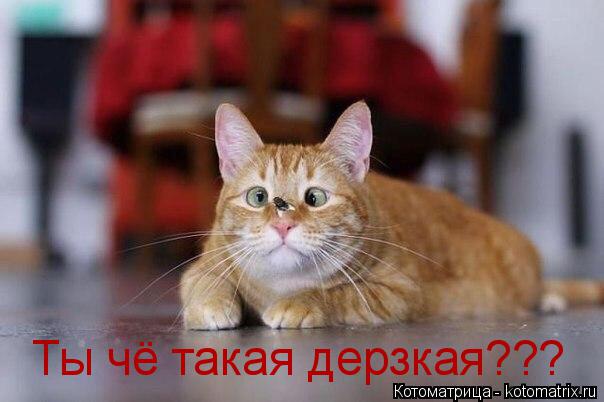 Ты чё такая дерзкая???... Котоматрица: Ты чё такая дерзкая???