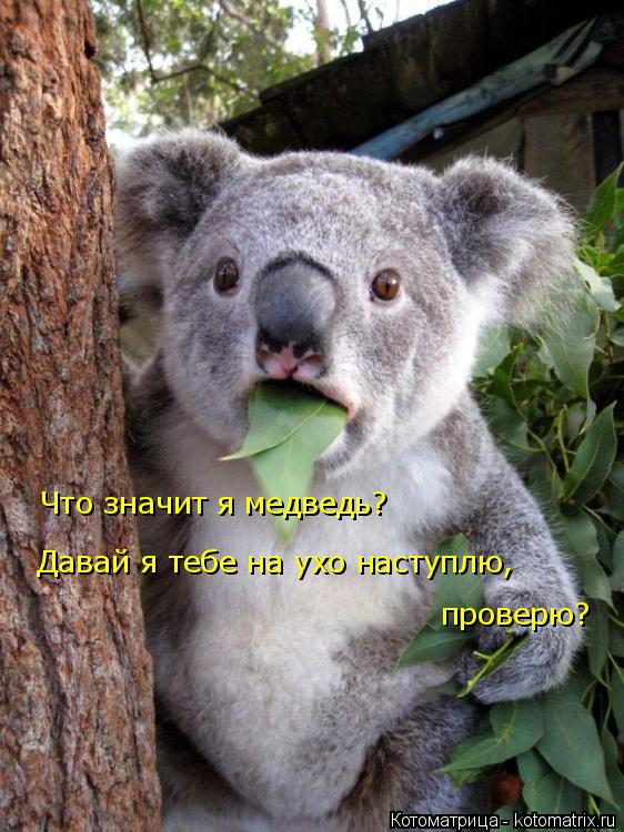 Что значит я медведь? Давай я тебе на ухо наступлю, проверю?... Котоматрица: Что значит я медведь? Давай я тебе на ухо наступлю, проверю?