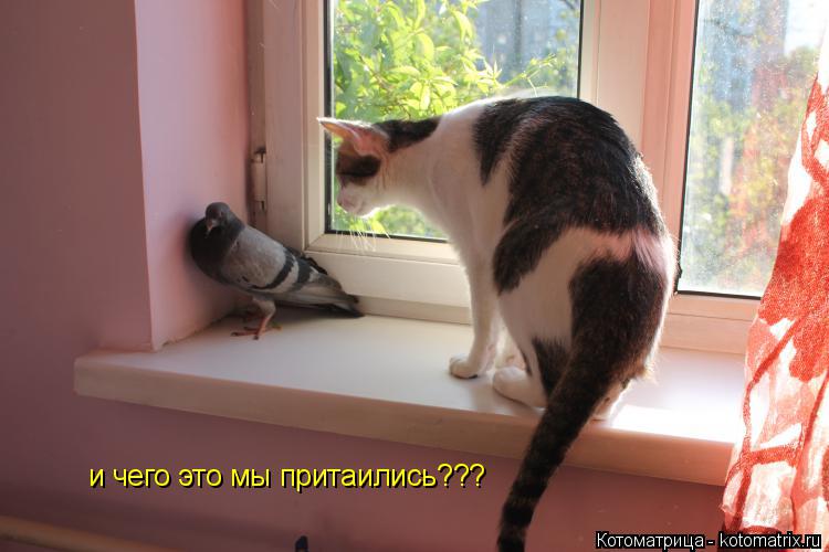 и чего это мы притаились???... Котоматрица: и чего это мы притаились???