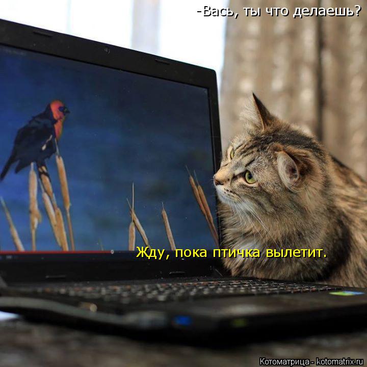 -Вась, ты что делаешь? Жду, пока птичка вылетит.... Котоматрица: -Вась, ты что делаешь? Жду, пока птичка вылетит.