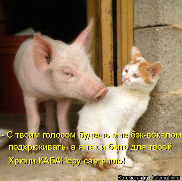 - С твоим голосом будешь мне бэк-вокалом подхрюкивать, а я так и быть для твоей Хрюни КАБАНеру сам ... Котоматрица: - С твоим голосом будешь мне бэк-вокалом подхрюкивать, а я так и быть для твоей Хрюни КАБАНеру сам спою!