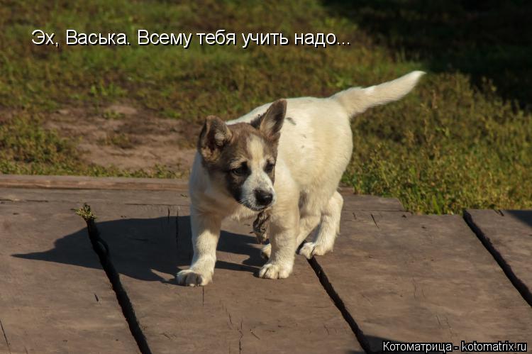 Эх, Васька. Всему тебя учить надо...... Котоматрица: Эх, Васька. Всему тебя учить надо...