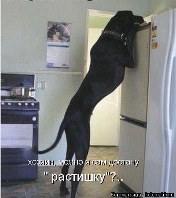 хозяин, можно я сам достану " растишку"?..... Котоматрица: хозяин, можно я сам достану " растишку"?..